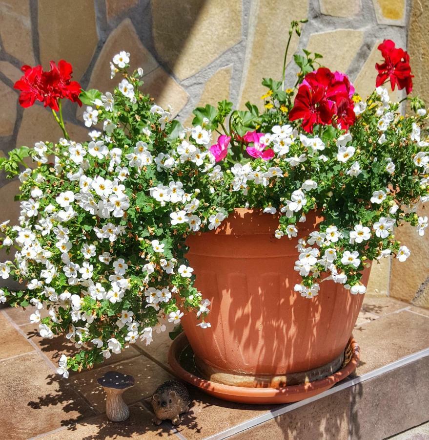 Gardenia Apartman Esztergom Buitenkant foto